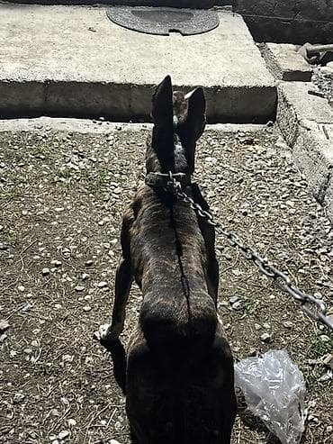 itler ucun qurd dermani: Pitbul, 11 ay, Dişi, Ödənişli çatdırılma — 7