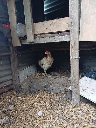 gence heyvanlar: Toyuq, Damazlıq — 2