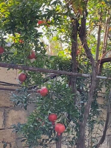 elan nədir: 3 otaqlı, 80 kv. m, Orta təmir — 4