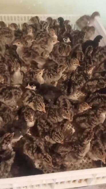 Amerkan bronze,Qara kanada,Qırmızı kanada cücə satışları başladı.Həm