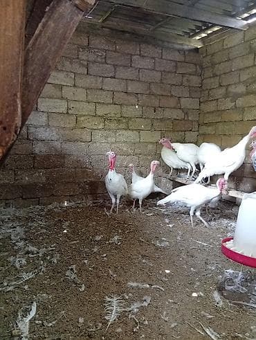 kend çolpaları: Məhsul: Ağ hinduşka sürüsü Təsvir: - Ağ rəngli, iri ətlik hinduşkalar — 4