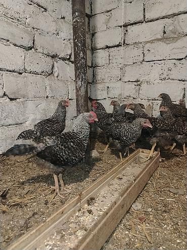 bakida it satislari: Xarkov sortu, vaksinləri vurulub, 4 aylıqdır, cəmi 70 dənə qalıb ciddi — 5