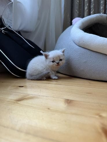 ördək balası haqqında məlumat: Britan — 8