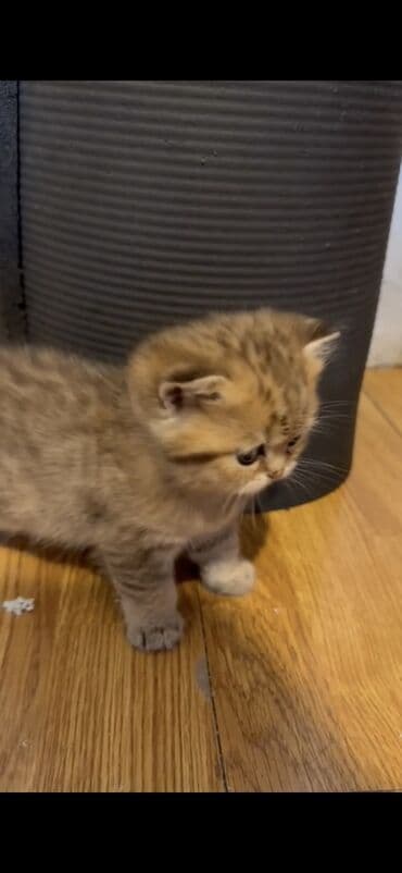 pişik sahiblendirilir: Şotland yastı qulaq — 3