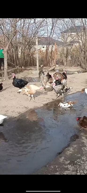 donuz əti satılır: Yerli təsərrüfatdan ev quşları satılır. hinduşqalar damazlıq və kəsim — 3