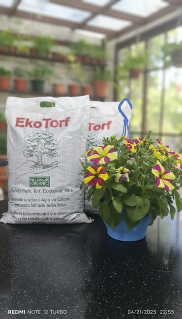 toptan gul satisi bakida: Salam ən keyfiyetli torf satışda Ekotorf. 1 .Tərəvəz şitilərin — 2