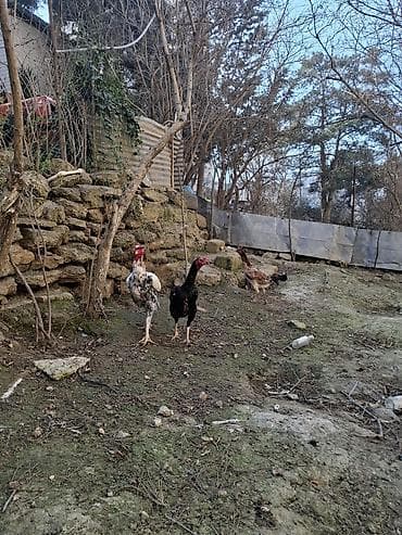 yemler: Toyuq cücələri, Damazlıq — 3