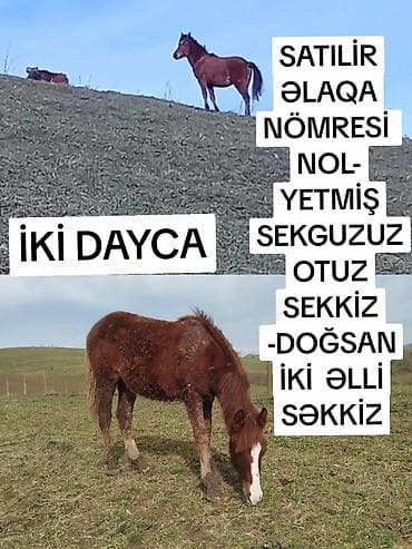heyvanlar satisi: İki dayça - Növ: at dayçası (2 ədəd) - Rəng: qəhvəyi, alınında ağ — 1