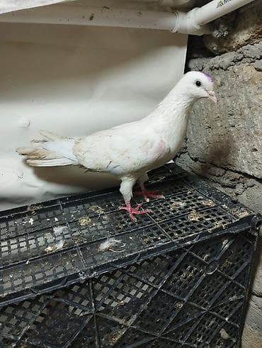 qus satisi: Qiymət Munasib Terkidirem Deyə satiram — 7