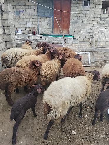 Dişi, Qala, il: 2, 60 kq, Damazlıq, Ünvandan götürmə lalafo.az -da Dişi, Qala, il: 2, 60 kq, Damazlıq, Ünvandan götürmə