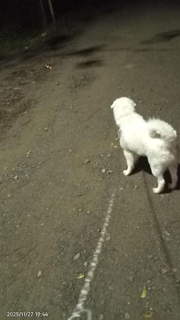 Balıqlar: 7 ay, Erkek, Ünvandan götürmə — 4