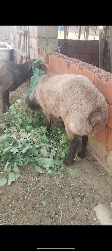 Рогатый скот: Keçən ilki quzular dı gələn ay 1 yaşları olur 40 + ətləri var — 2