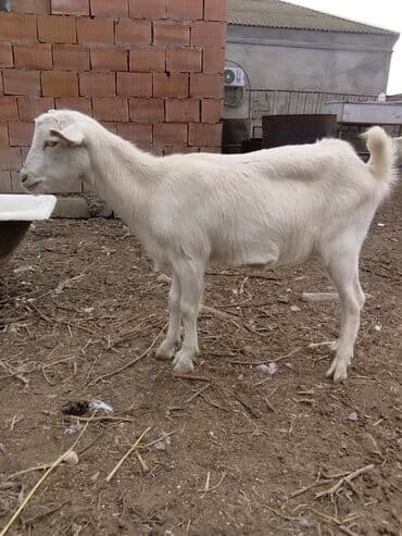 Inəklər, öküzlər: Keçilər dəsti satılır – ümumi 6 baş • 1 baş hələpnən × sanen dönməsi — 4