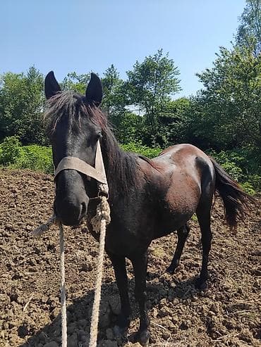 Dişi, il: 3, Ünvandan götürmə lalafo.az -da Dişi, il: 3, Ünvandan götürmə