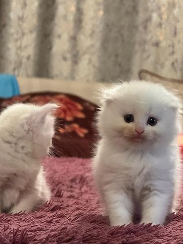 cutlesdirmek ucun pisik: Şinşilla — 3