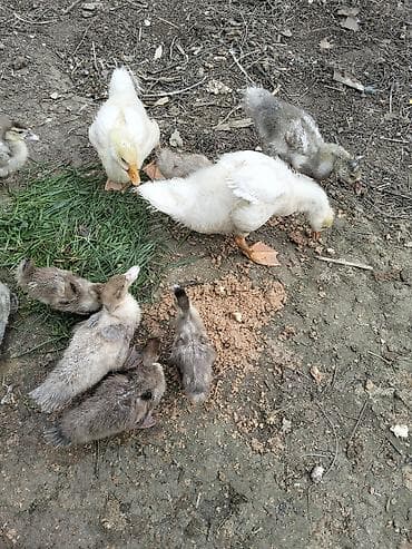 qurbağa şəkilləri: Satılır: ördək balaları (bir yaşa qədər cücələr) - Şəkillərdə — 1