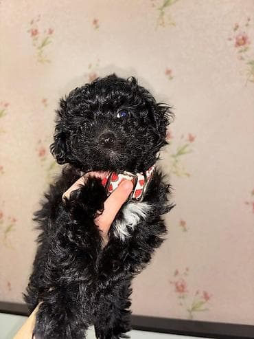 qax heyvan: Пудель, 1 месяц — 2