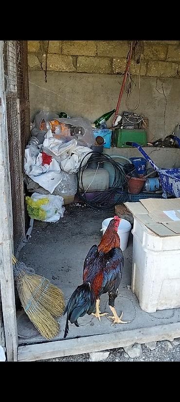 kanqal satilir: Salam temiz qan türk cinsi heyratı xoruzları iki xoruzada satılır eyni — 2