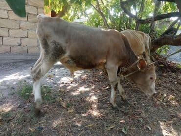 Super yeyimgil danalardı