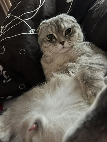 xaski ucuz: Şotland, Erkək, Cütləşmə üçün — 5