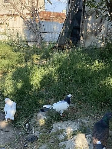 Голуби: Göyərçin – dekorativ və uçan növ - Rəng: ağ-qara (boğaz və qanadlarda — 4