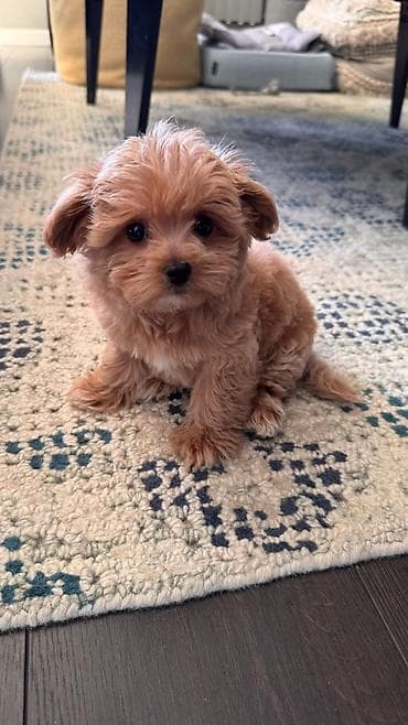 Кошки: 2 месяца, Самка, С прививками, Самовывоз — 9