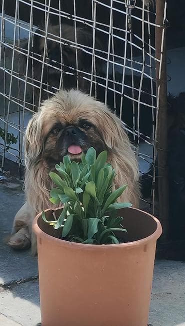 kangal itleri: Pekines, 2 ay, Erkek — 4