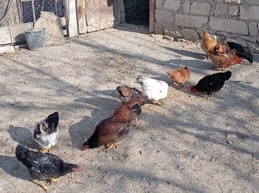 İtlər: Toyuq, Damazlıq — 2