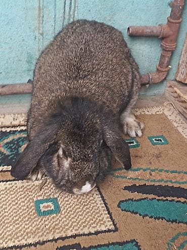 bala dana: Ev dovşanı – lop qulaq (aşağı sallanan qulaqlar) - Cins: Lop qulaq — 5