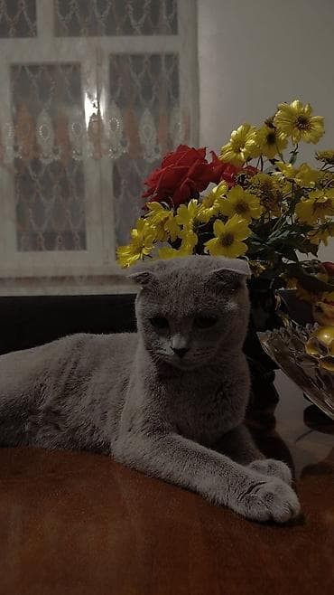 ev iti ucuz: Şotland yastı qulaq, Yaxşı əllərə — 5