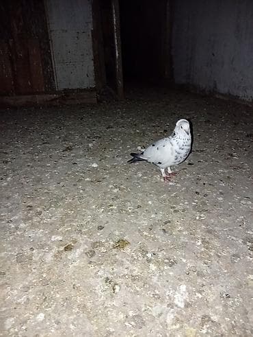 tap az afcarka: Boynugullulər 50 AZN qirmizi cəplər 60azn qalan quşların öz qiyməti — 7