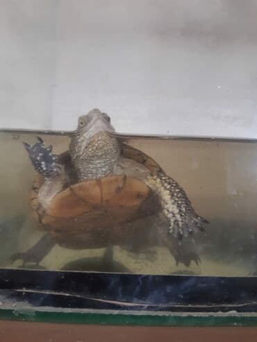 tap.az heyvanlar xacmaz: Su tısbağası – akvarium üçün - Növ: su tısbağası (yarı-sulu həyat — 3