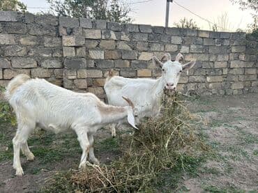 электрическая машинка для стрижки овец: Ağ rəngli 2 baş keçi dəsti - Növ: yerli süd/ət istiqamətli keçilər - — 3