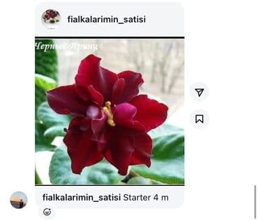 фиалка: Bənövşələr satılır Çiçəkli böyük ölçüdə — 3
