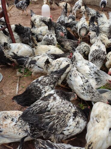 Inəklər, öküzlər: Toyuq, Adler, Ətlik — 3