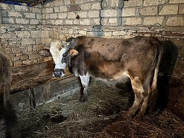 qurdbasar balasi satilir: 🐄 1-i buzovludur – balası yanındadır (Simental bala). 🐄 1-i boğazdır – — 1