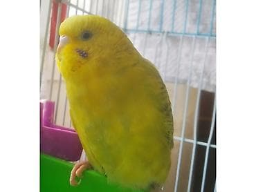 Məhsul: Sarı rəngdə büdcərqar (dalmatin ləkəli yanaqlar)