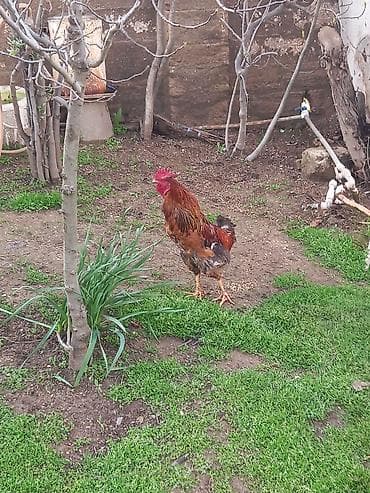 gence xoruz: Təsvir:1-i 25 Azn 6 sı 150 Azn - Şəkillərdə müxtəlif rənglərdə — 5