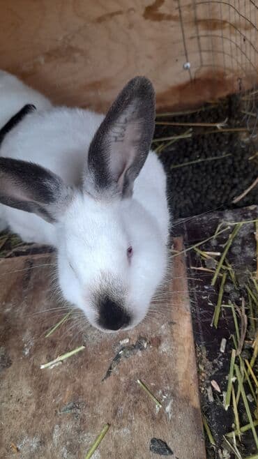 клетка для кролика: Salam. Gördüyünüz 3 aylıq KALİFORNİYA lar satılır. Almaq istəyən — 3
