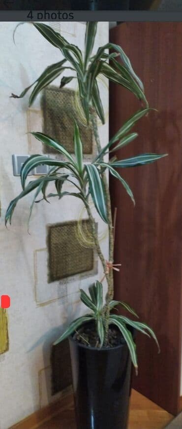 Растения: Drasaena “Warneckei” (zolaqlı drasena) – dekorativ bitki - Hündür — 3