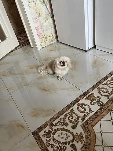 it xaski: Pekines, 1 il, Dişi, Ünvandan götürmə, Pulsuz çatdırılma — 6