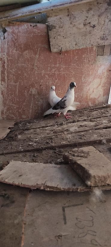 göyərcin: Barter var cüt boynu güllü yada cüt əbrəşnən güzüxallı göyquyruğ 12 — 1