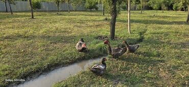 pişik balası: Самец, Для разведения — 8