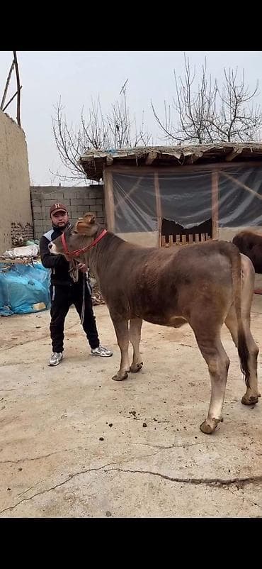 Dana, buzov: Satılır: Qaramal – erkək dana - Cins: yerli tip, qəhvəyi rəngli, ağ — 3
