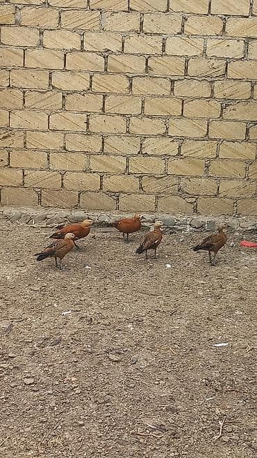 Satılır: Ruddy shelduck (qızılı ördək) dəstəsi - Növ: Tadorna — 3