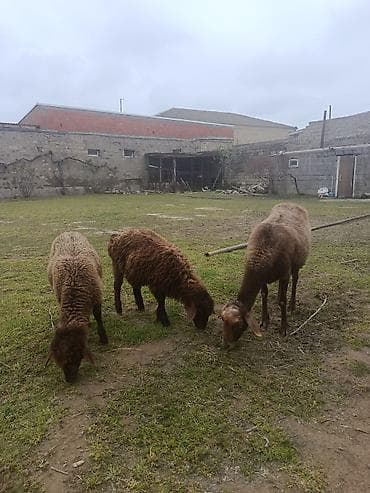 balali qoyun: Qoyunlar ekizi bala ana bala boğaz qoç lisey satılır istəyən olsa — 5