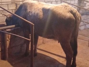 Другие с/х животные: Yem Malidi Süper Kokdu — 2