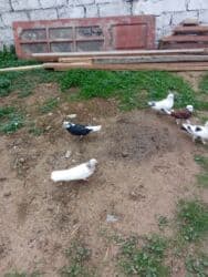 Gəmiricilər: Tutulma hoptum 7 dene qus satlir 3manat - Sayı: şəkillərdə bir neçə — 2