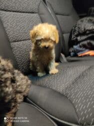 it xasqi: Pudel — 1