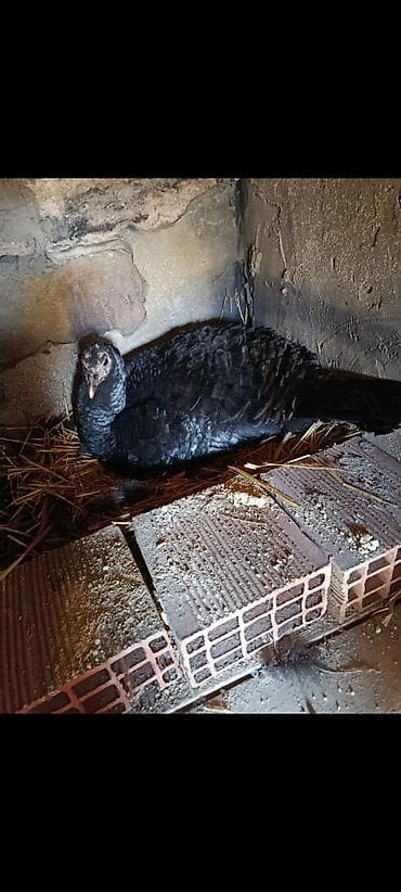 Qirt hindi satilir 10gundu oturub barter catirilma yoxdu isteyen